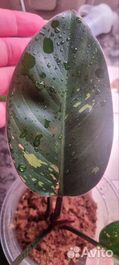 Филодендрон Конго ред вар