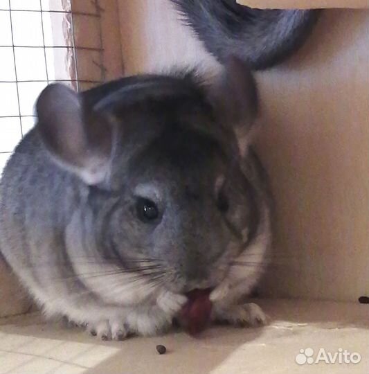 Шиншиллы малыши пуховые