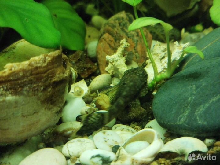 Аквариумные рыбки