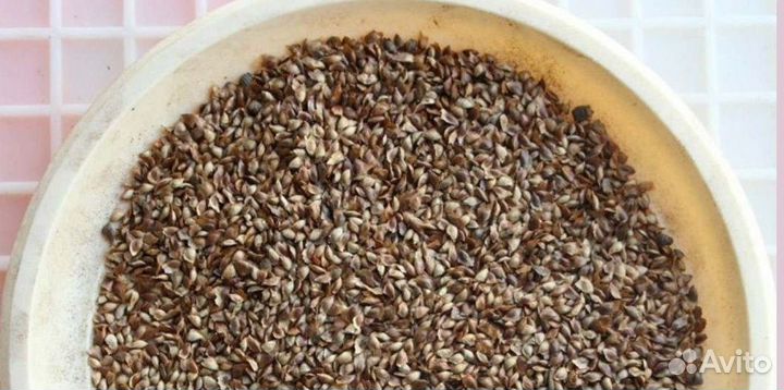 Семена сосны на заказ