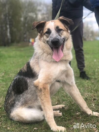 Молодая мраморного окраса собака пёс из приюта