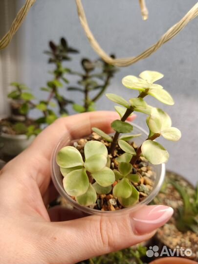 Портулакария афра