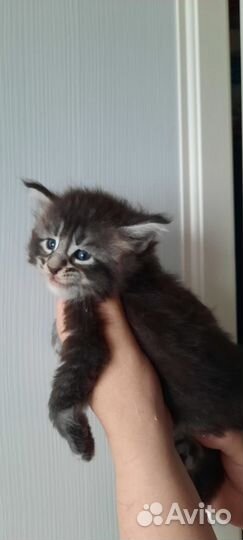 Котята мейн-кун Бронь