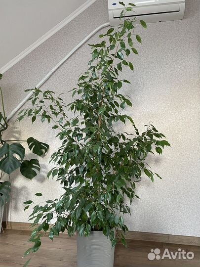 Фикус Бенджамина 1,9 м