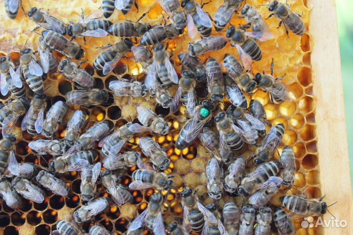 Плодные пчеломатки карника F2