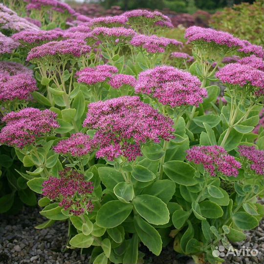 Растения для сада