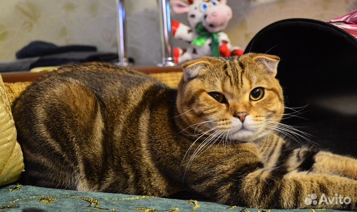 Кот на вязку