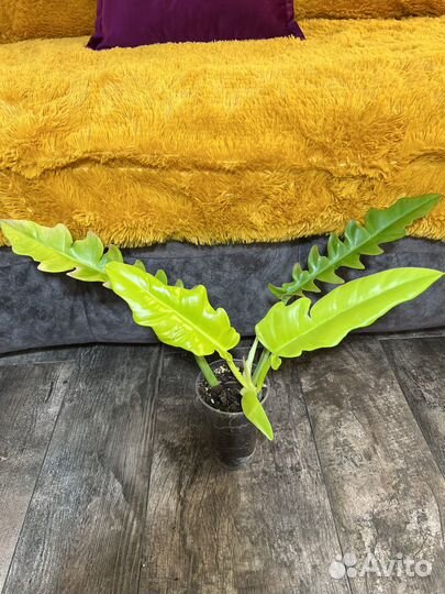 Сортовые филодендроны