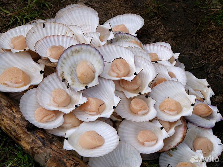 Морской гребешок