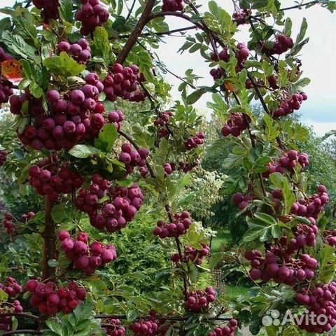 Рябина гранатовая купить в Сызрани | Товары для дома и дачи | Авито