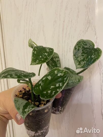 Сциндапсус сильвер энн