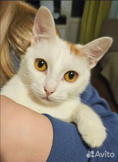 Белый котик в добрые руки