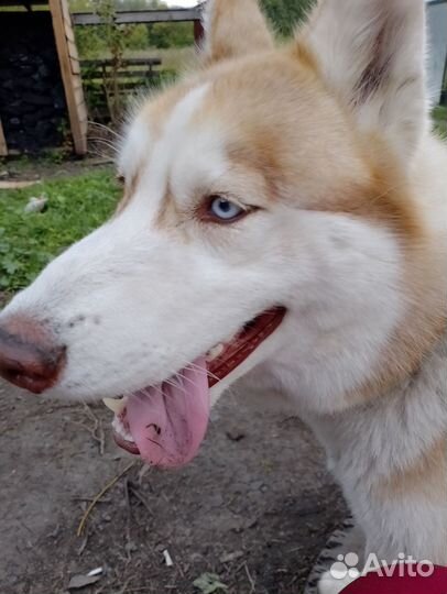 Сибирский хаски