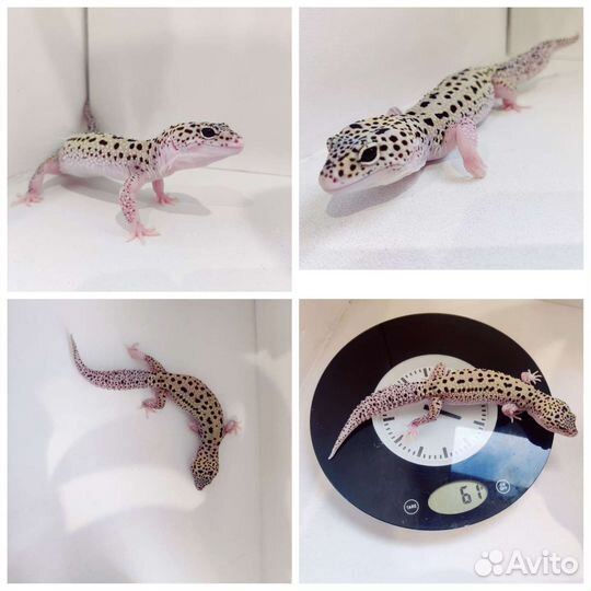 Эублефары взрослые