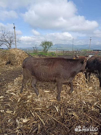 Бычки коровы тёлочки на откорме