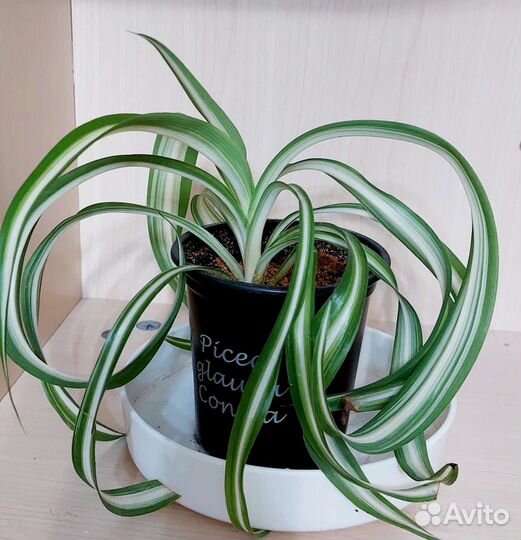 Хлорофитум кудрявый