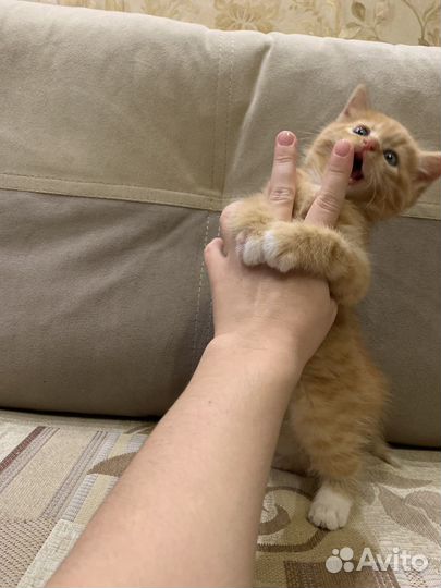 Рыжий котенок мальчик 1,5 месяца