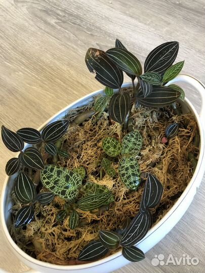 Драгоценные орхидеи