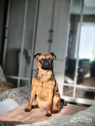 Пти брабансон в добрые руки, девочка