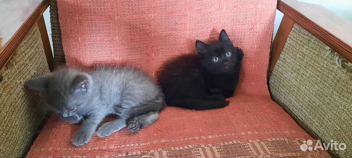 Котята бесплатно