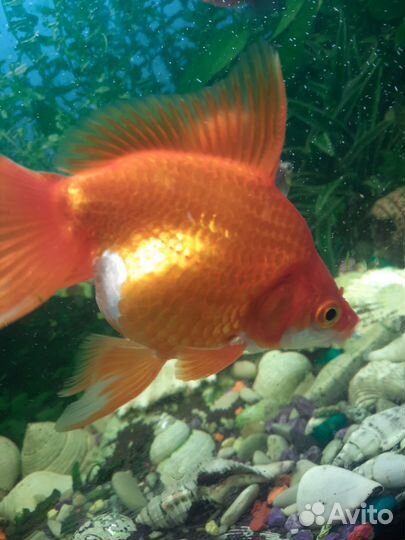 Золотая рыбка