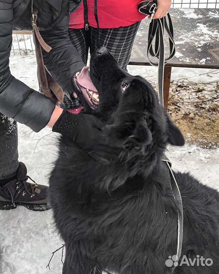 Молодой пес ищет дом