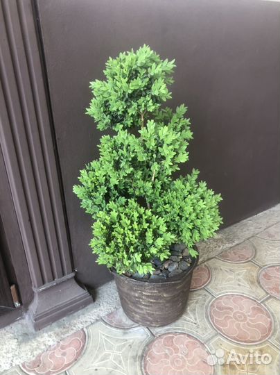 Самшит бонсай