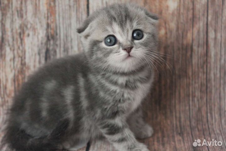 Шотландские вислоухие котята шиншилла