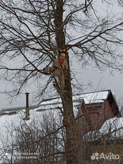 Спил, кронированние, лечение деревьев, арбористика