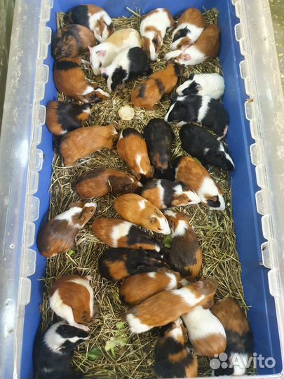 Морские свинки гладкие розетки тедди