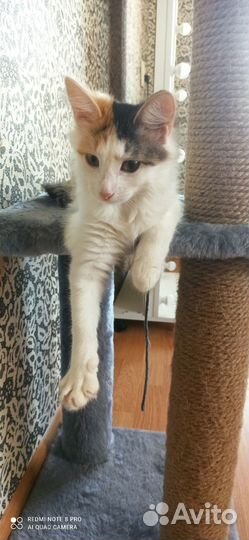 Кошка