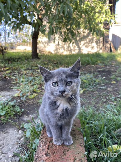 Крымский серый котенок