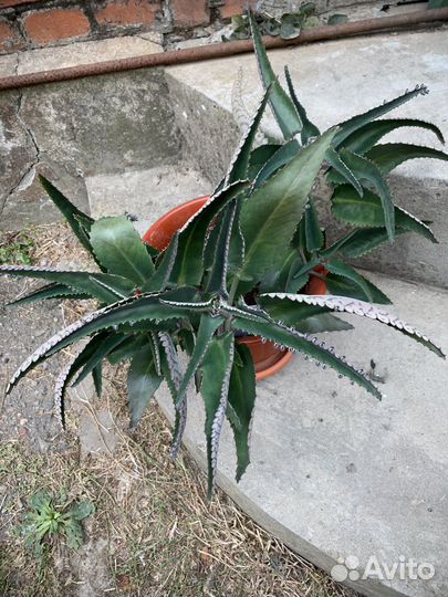 Каланхоэ лечебное