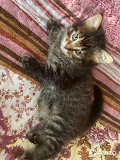 Котята мальчики