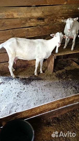 Зааненские козы дойные