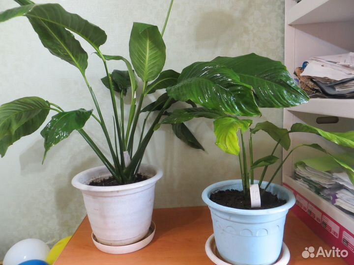 Продам спатифиллумы и др.комн.растения