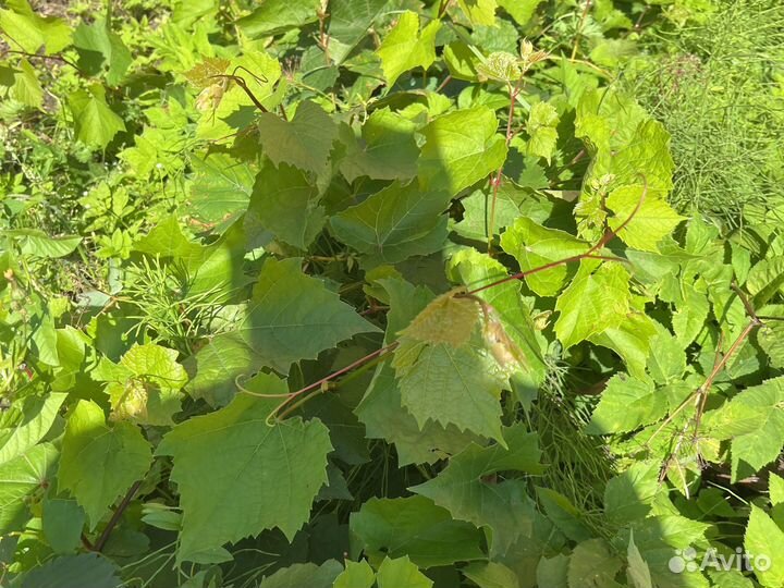 Виноградник