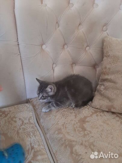 Котенок 2,5мес спокойный