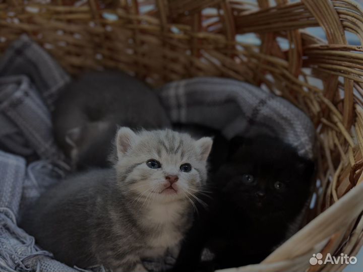 Британские котята