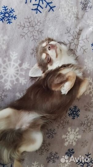 Вязка кобель чихуахуа