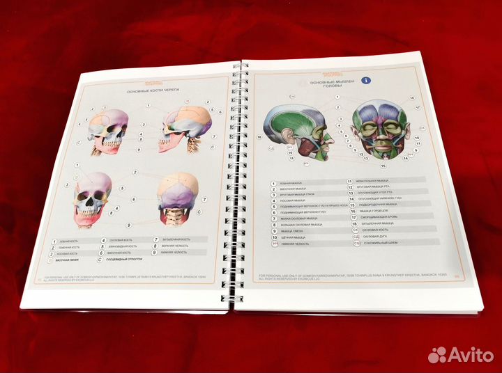 Анатомия для скульпторов