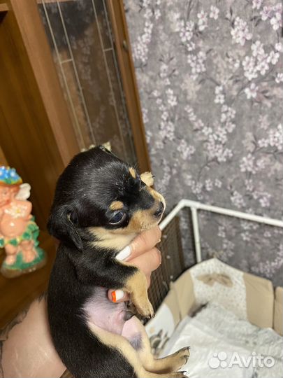 Щенки русский той-терьер