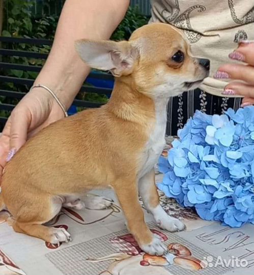 Щенки чихуахуа