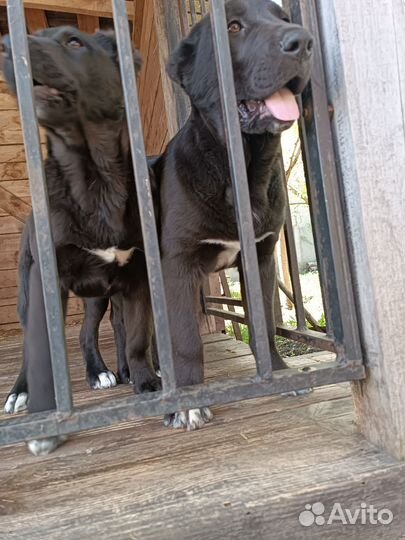 Щенки сао алабай