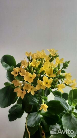 Каланхоэ цветущий