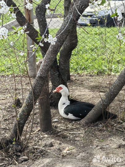 Яйцо индоутки