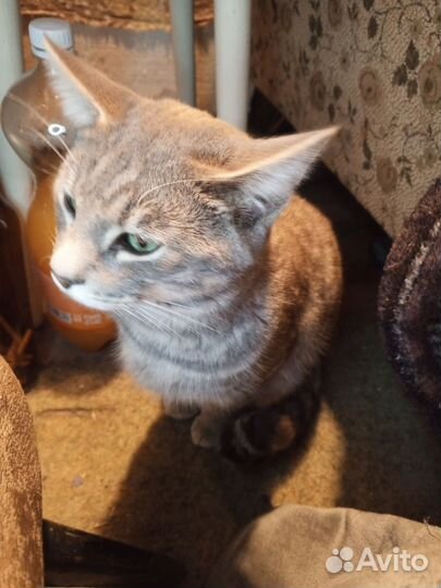 Кот