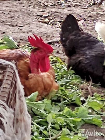 Куры петухи