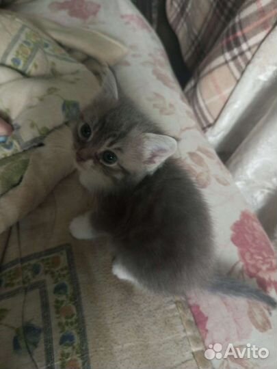 Кошка