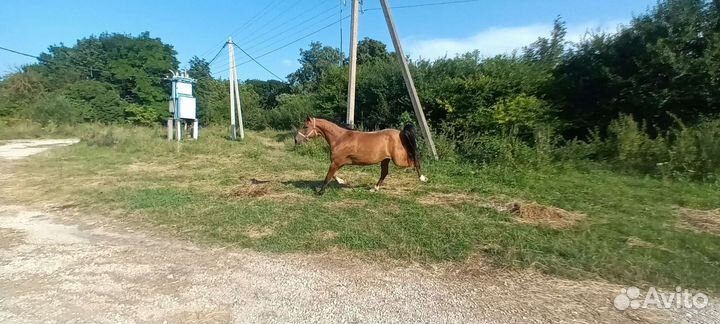 Арабская кобыла